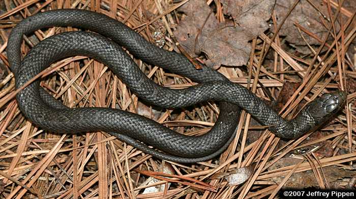 Black Racer (Coluber constrictor)