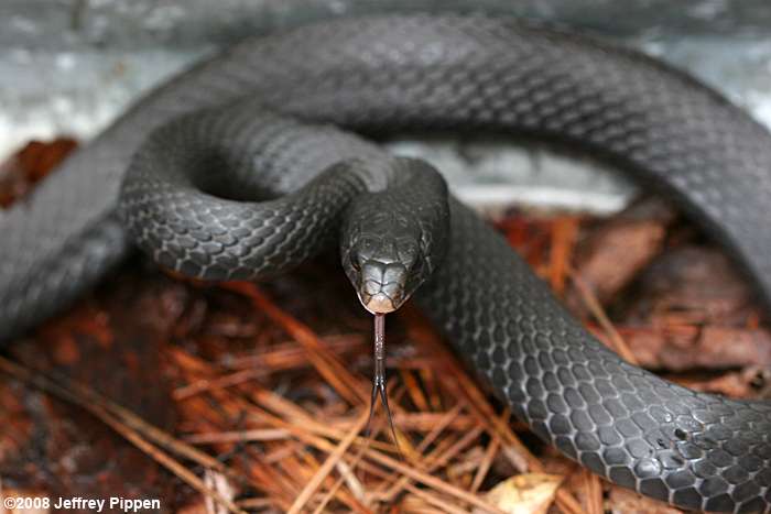 Black Racer (Coluber constrictor)