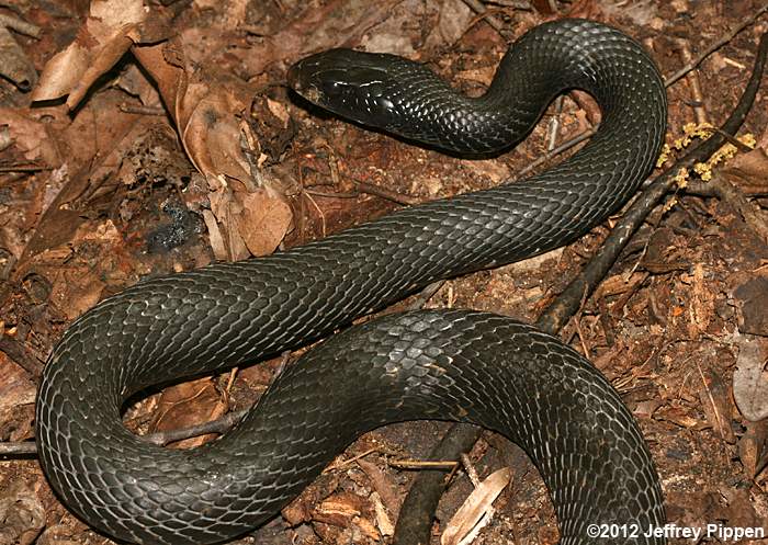 Black Racer (Coluber constrictor)