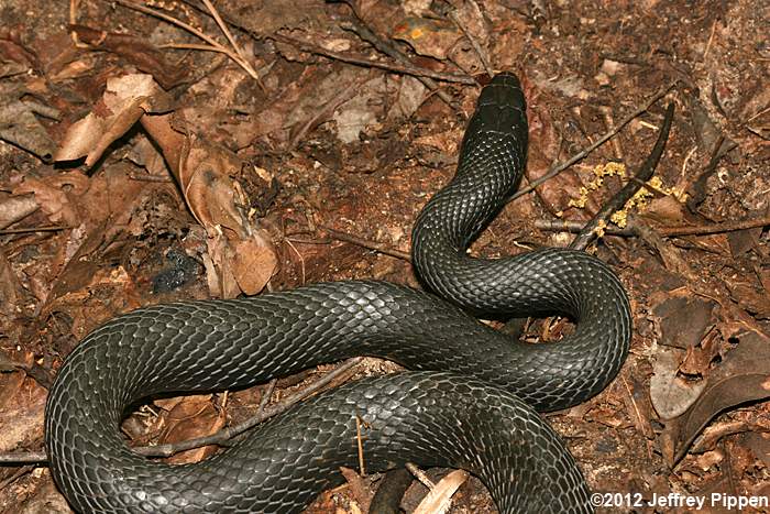 Black Racer (Coluber constrictor)