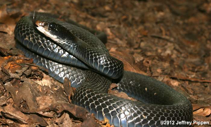 Black Racer (Coluber constrictor)