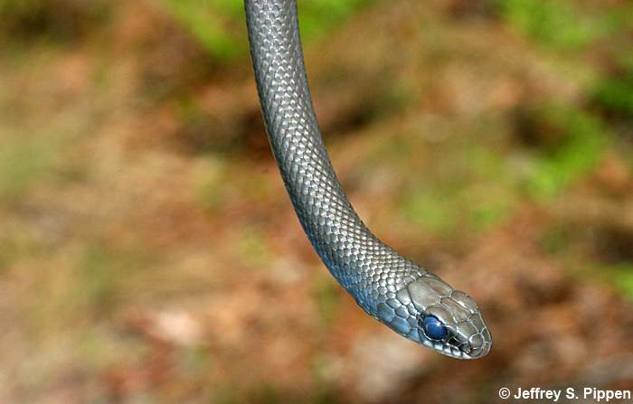 Black Racer (Coluber constrictor)