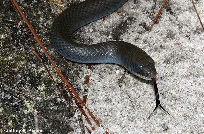 Black Racer (Coluber constrictor)