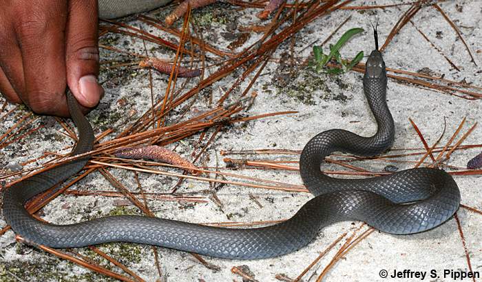 Black Racer (Coluber constrictor)