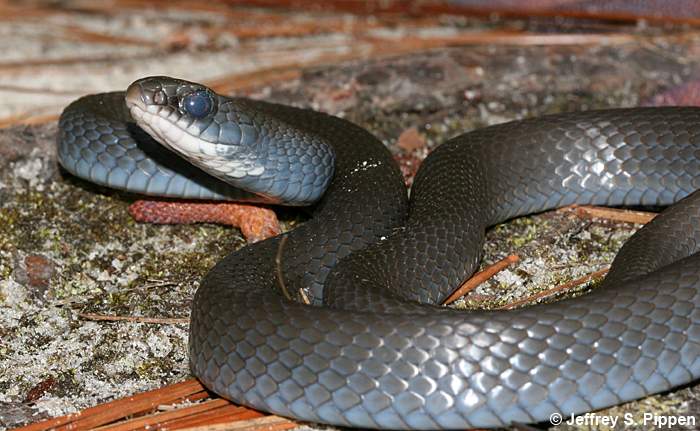 Black Racer (Coluber constrictor)