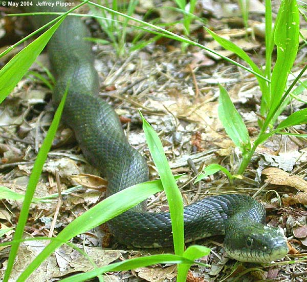 Black Rat Snake (Elaphe obsoleta)