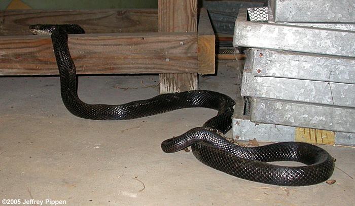 Black Rat Snake (Elaphe obsoleta)