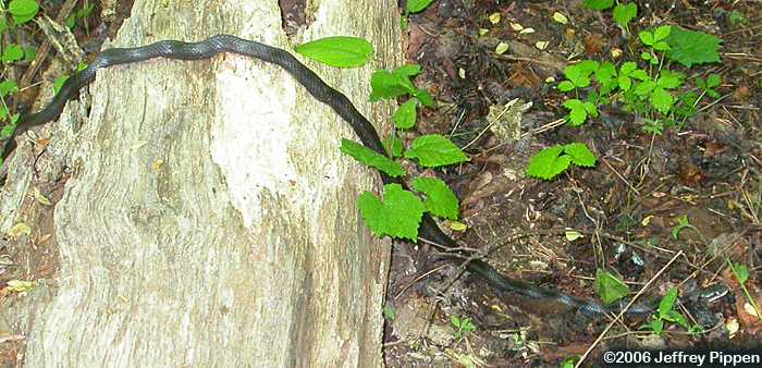 Black Rat Snake (Elaphe obsoleta)