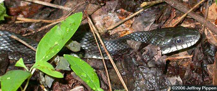 Black Rat Snake (Elaphe obsoleta)
