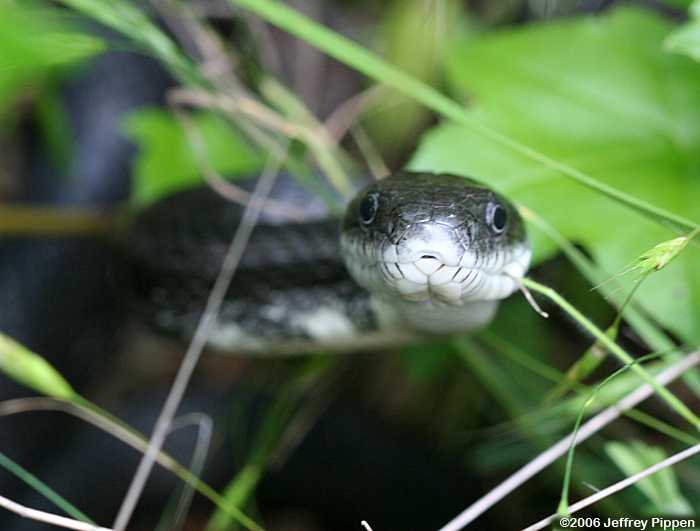Black Rat Snake (Elaphe obsoleta)