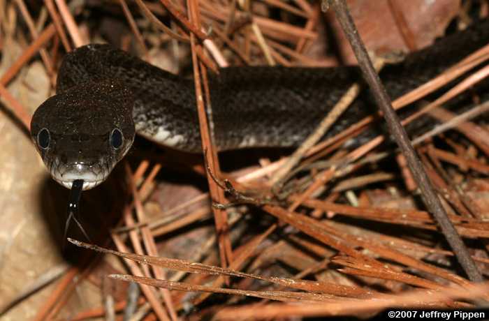 Black Rat Snake (Elaphe obsoleta)