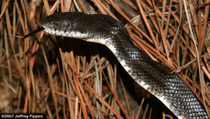 Black Rat Snake (Elaphe obsoleta)