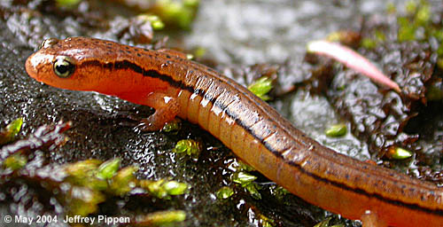 Blue Ridge Two-lined Salamander (Eurycea wilderae)