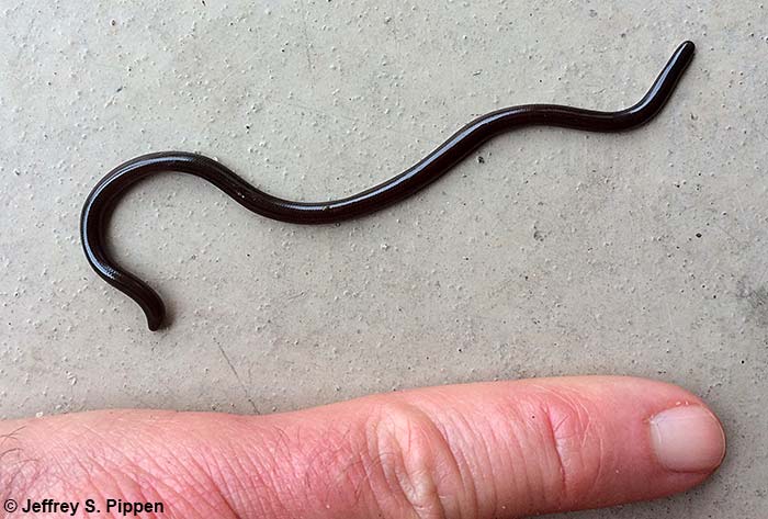 Brahminy Blindsnake (Ramphotyphlops braminus)