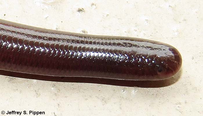 Brahminy Blindsnake (Ramphotyphlops braminus)