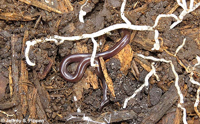 Brahminy Blindsnake (Ramphotyphlops braminus)