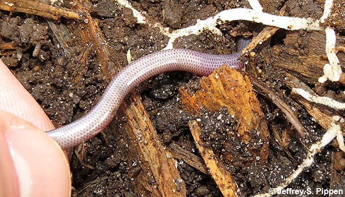 Brahminy Blindsnake (Ramphotyphlops braminus)