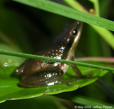 Brimley's Chorus Frog