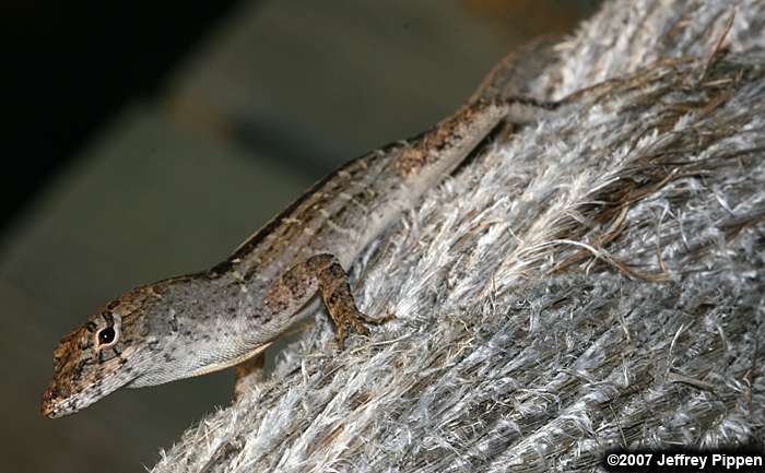 Brown Anole (Anolis sagrei)