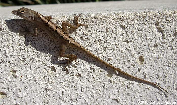 Brown Anole (Anolis sagrei)