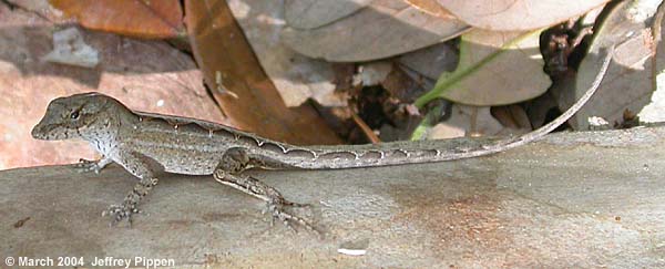 Brown Anole (Anolis sagrei)