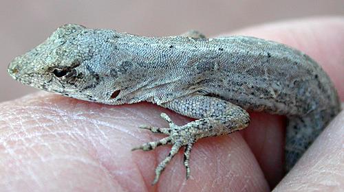 Brown Anole (Anolis sagrei)