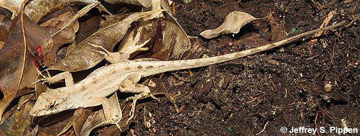 Brown Anole (Anolis sagrei)