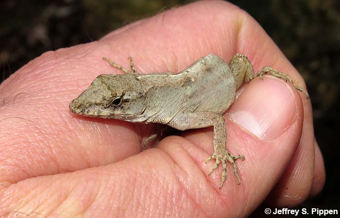 Brown Anole (Anolis sagrei)