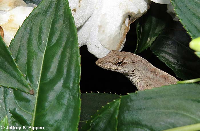 Brown Anole (Anolis sagrei)