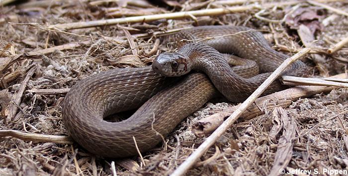 Brown Snake (Storeria dekayi)