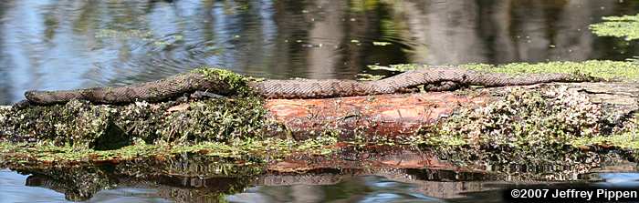 Brown Water Snake (Nerodia taxispilota)