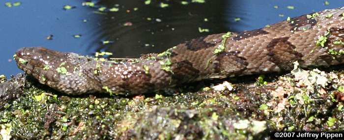 Brown Water Snake (Nerodia taxispilota)