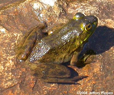 Bullfrog (Rana catesbeiana)