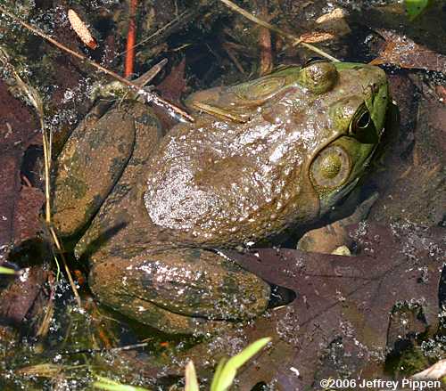 Bullfrog (Rana catesbeiana)