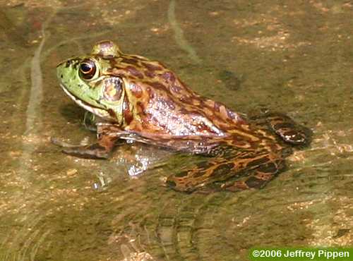 Bullfrog (Rana catesbeiana)