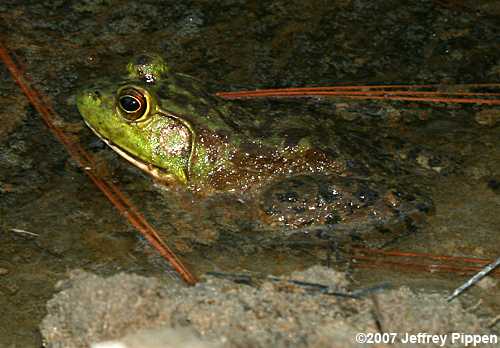 Bullfrog (Rana catesbeiana)