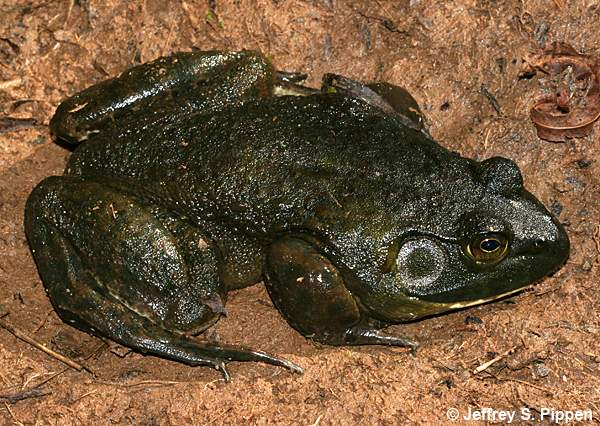 Bullfrog (Rana catesbeiana)