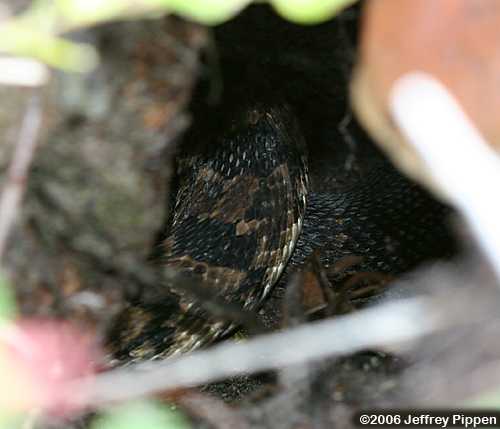 Timber (Canebrake) Rattlesnake (Crotalus horridus)