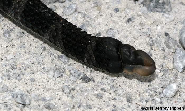 Timber (Canebrake) Rattlesnake (Crotalus horridus)