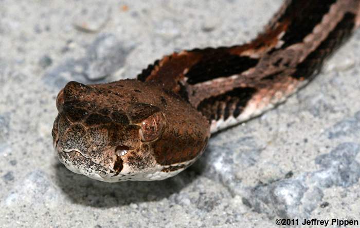 Timber (Canebrake) Rattlesnake (Crotalus horridus)