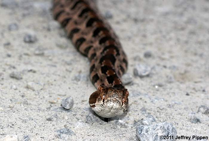 Timber (Canebrake) Rattlesnake (Crotalus horridus)