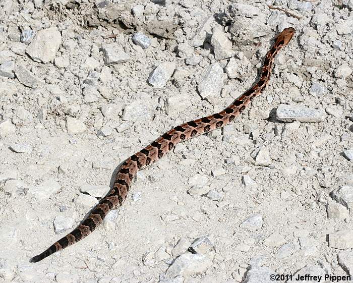 Timber (Canebrake) Rattlesnake (Crotalus horridus)
