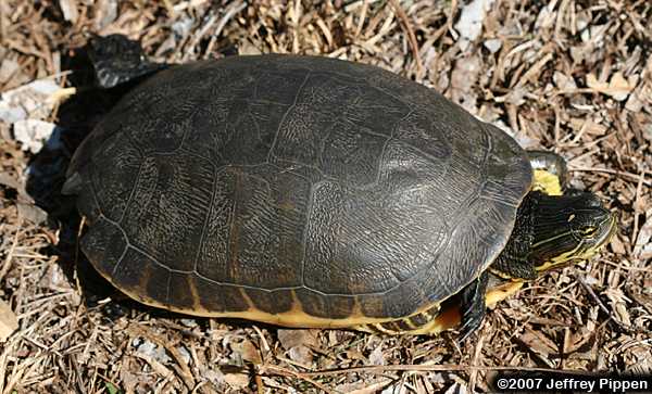 Chicken Turtle (Deirochelys reticularia)