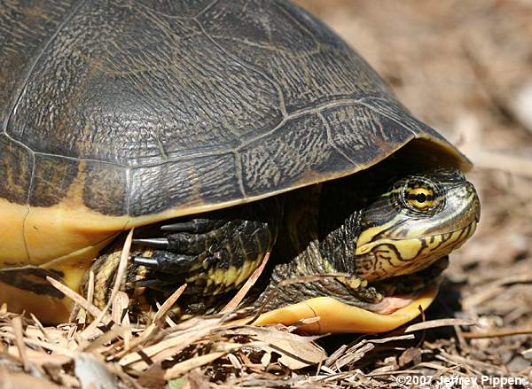 Chicken Turtle (Deirochelys reticularia)