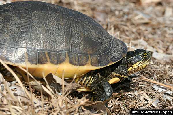 Chicken Turtle (Deirochelys reticularia)