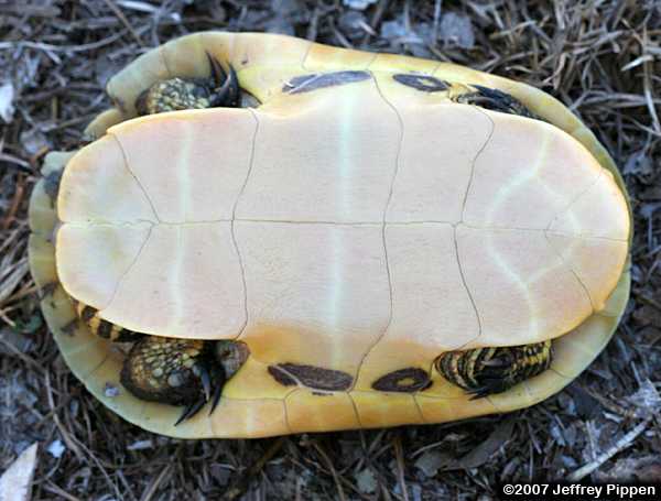 Chicken Turtle (Deirochelys reticularia)