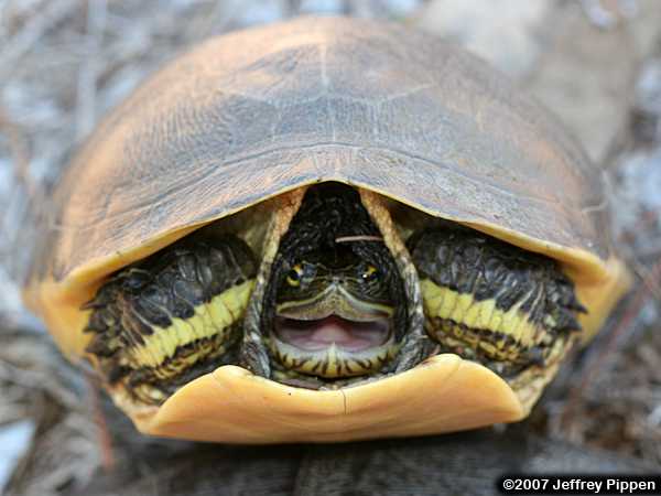 Chicken Turtle (Deirochelys reticularia)