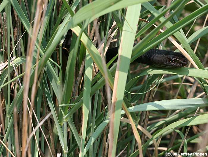Eastern Coachwhip (Masticophus flagellum)