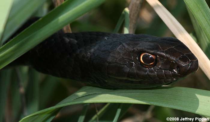 Eastern Coachwhip (Masticophus flagellum)