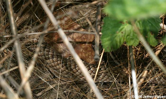 Eastern Coachwhip (Masticophus flagellum)